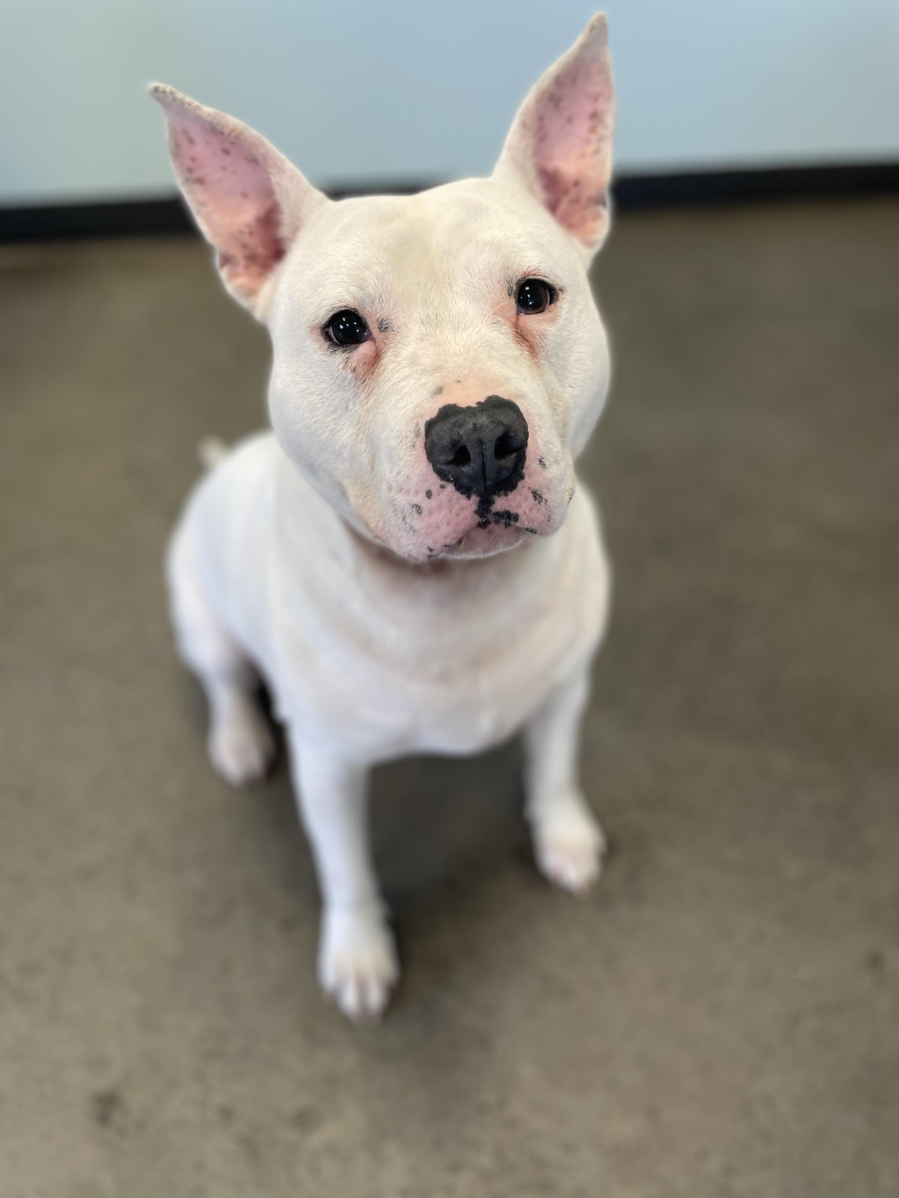 Tyson, adoptable, Adult Male Mixed Breed.