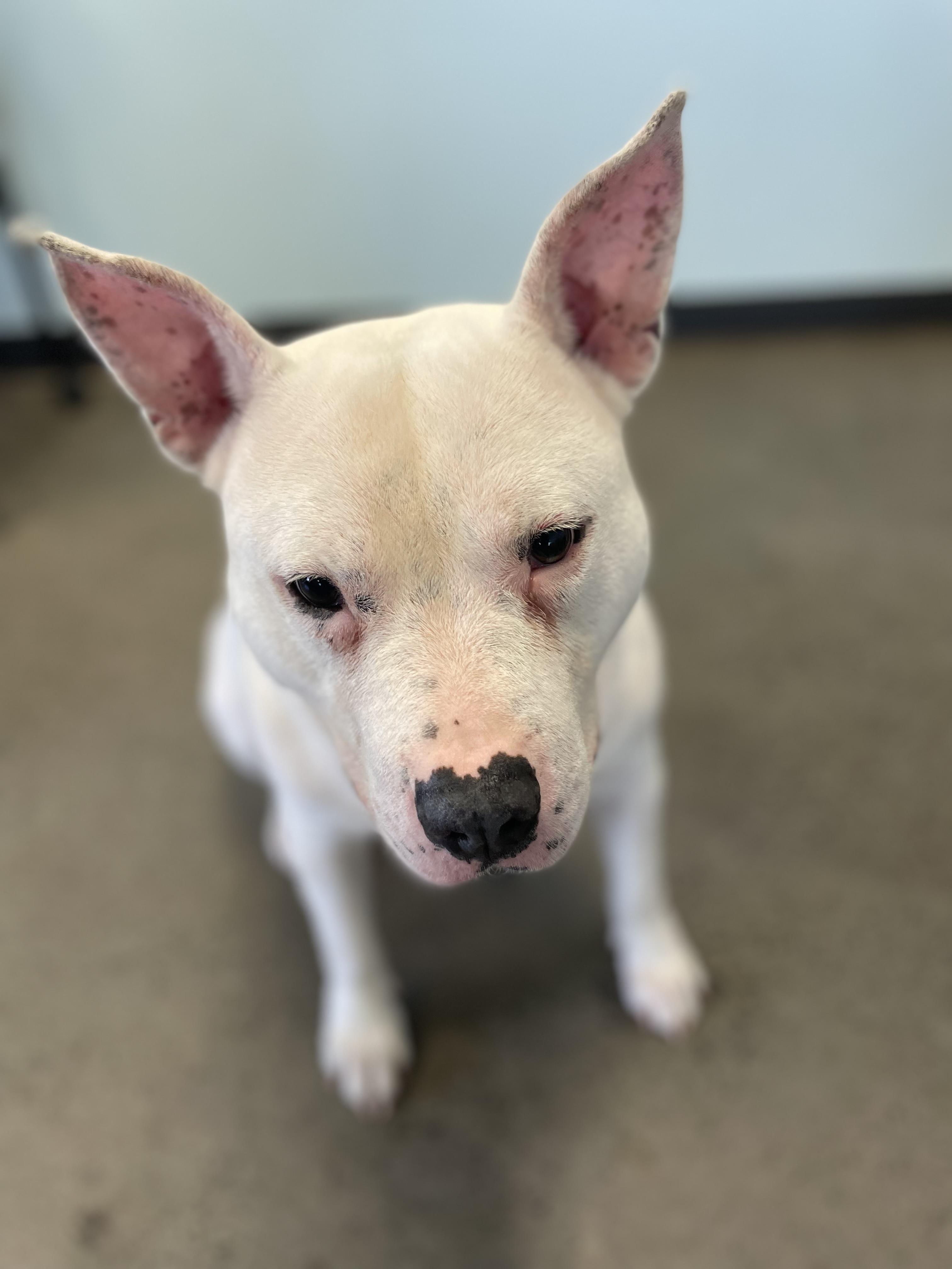 Enlarge Tyson, an adoptable mixed breed in Mishawaka, IN image 5/6