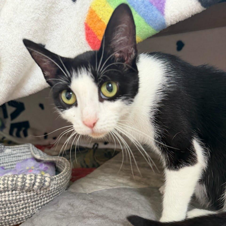 Queenie, Adoptable, Adult Female Domestic Short Hair.