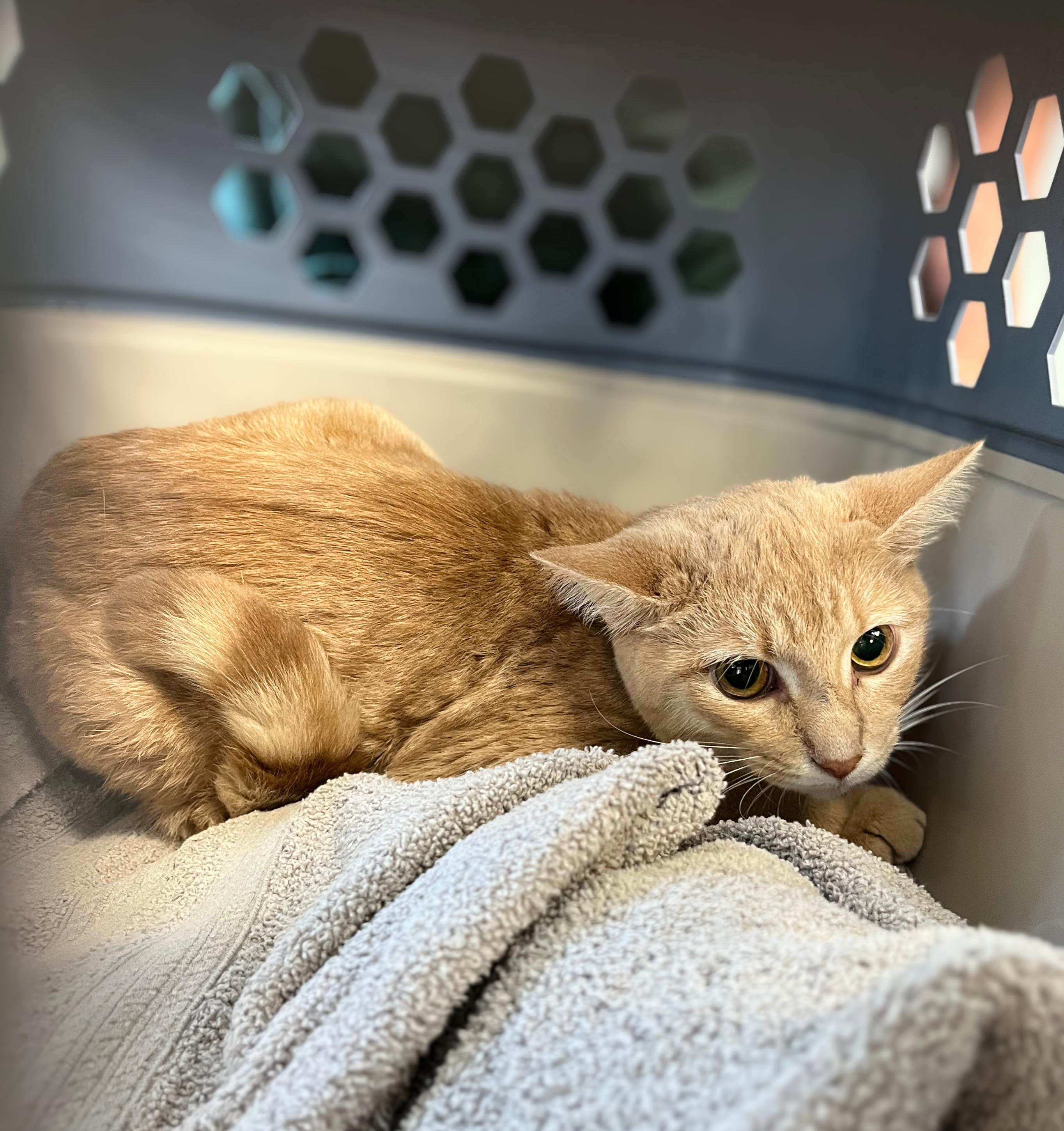 Enlarge Cassata, a Adopted Domestic Short Hair in Seville, OH image 1/1