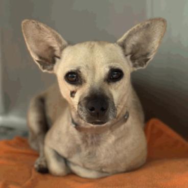 Enlarge Nina, a Adoptable Chihuahua in Katy, TX image 1/3