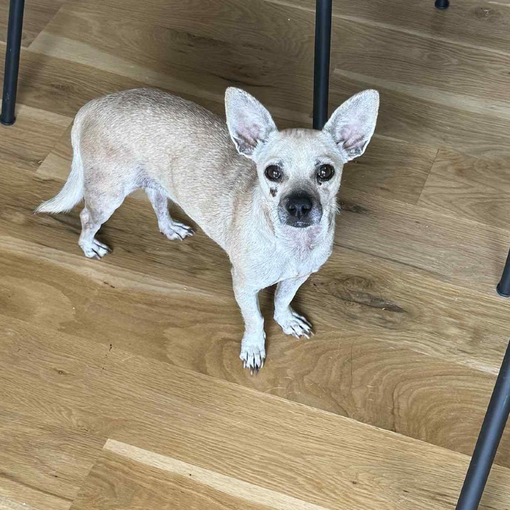 Enlarge Nina, a Adoptable Chihuahua in Katy, TX image 2/3