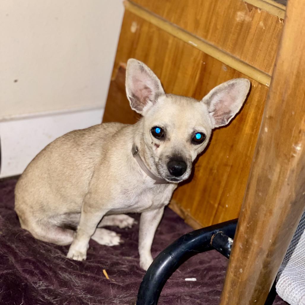 Enlarge Nina, a Adoptable Chihuahua in Katy, TX image 3/3