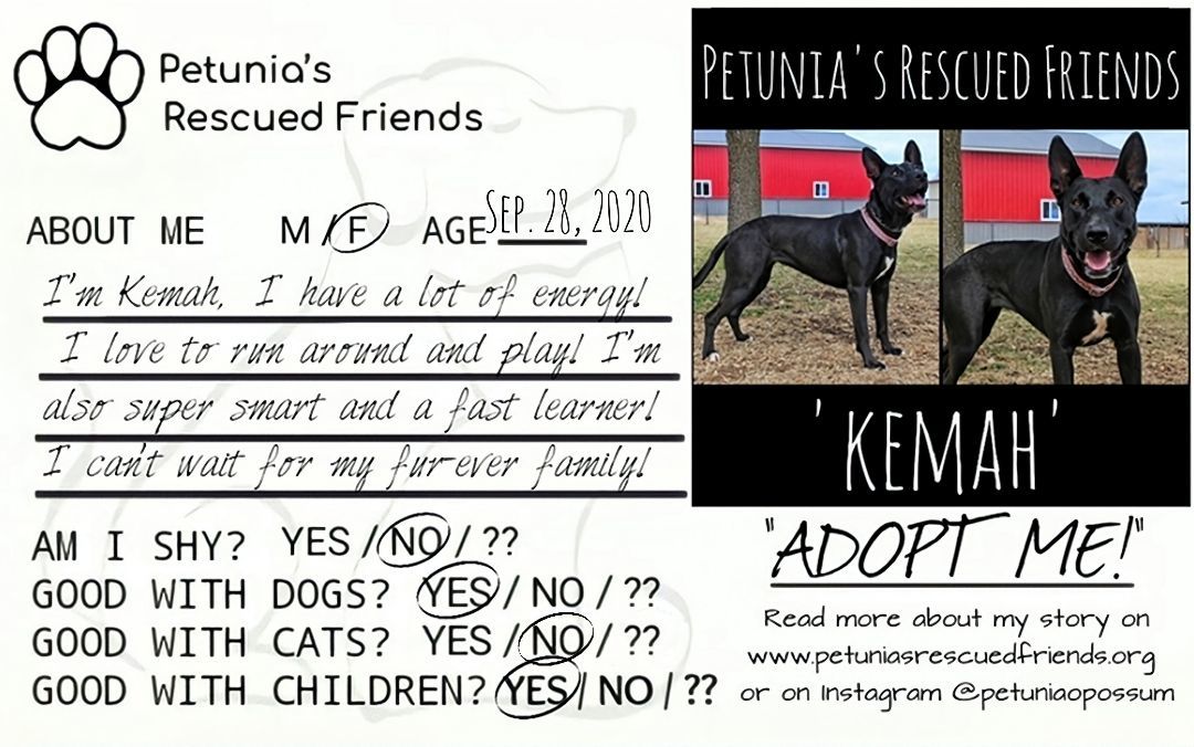 Enlarge Kemah, a Adoptable Belgian Shepherd / Malinois in Castroville, TX image 2/5