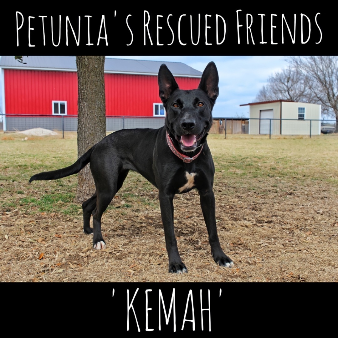 Enlarge Kemah, a Adoptable Belgian Shepherd / Malinois in Castroville, TX image 3/5
