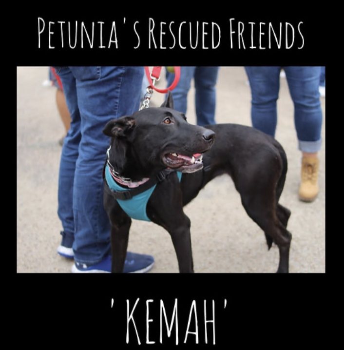 Enlarge Kemah, a Adoptable Belgian Shepherd / Malinois in Castroville, TX image 4/5