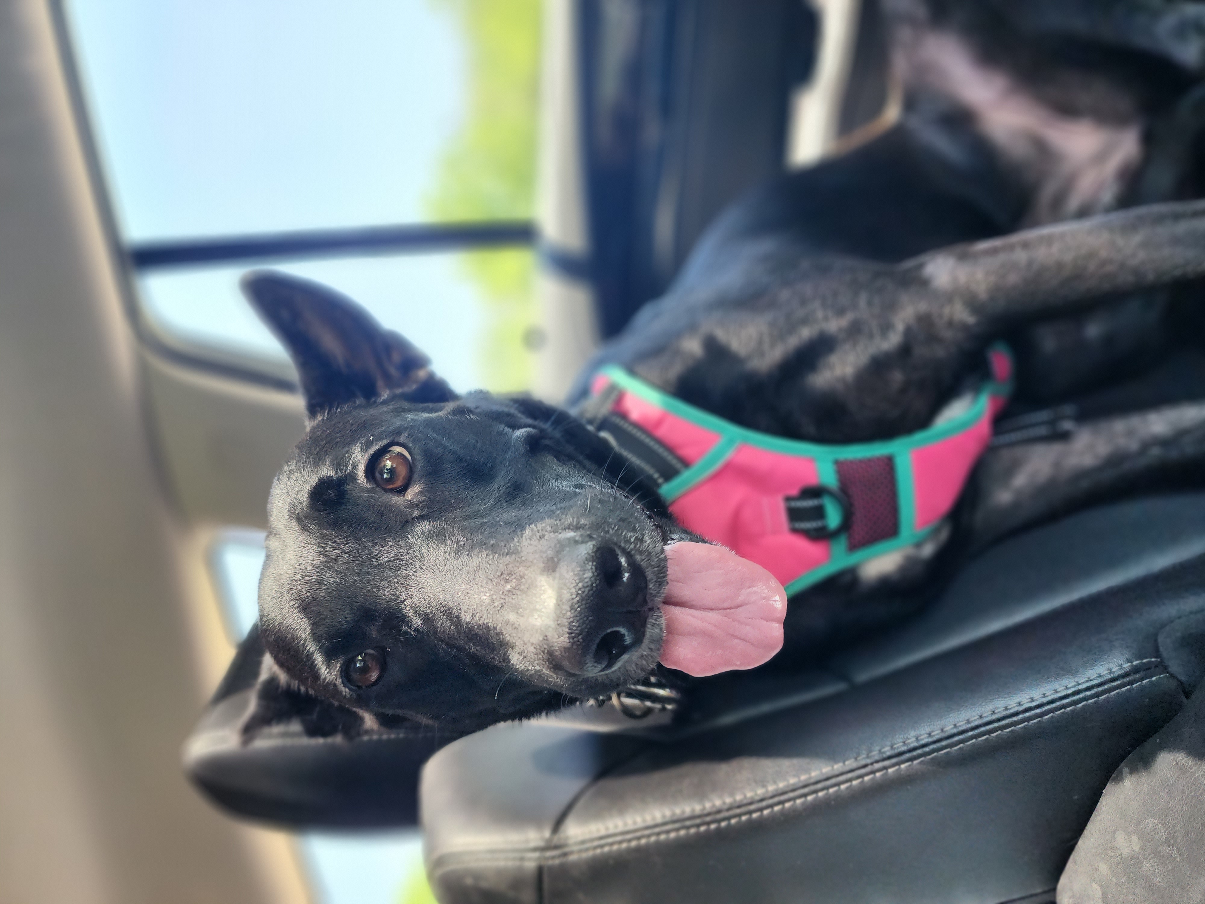 Enlarge Kemah, a Adoptable Belgian Shepherd / Malinois in Castroville, TX image 5/5