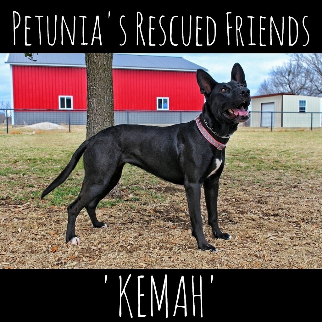 Enlarge Kemah, a Adoptable Belgian Shepherd / Malinois in Castroville, TX image 1/5