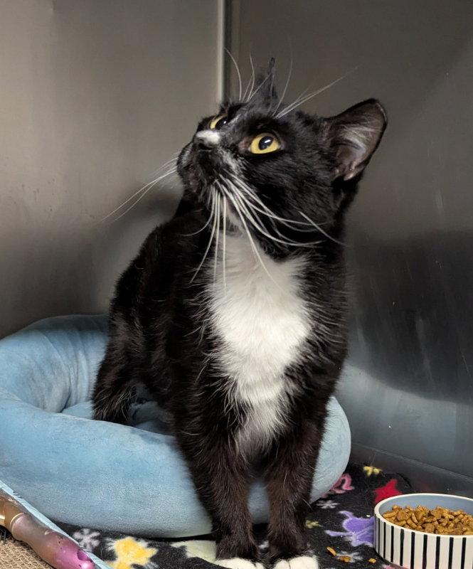 Glinda, a Adopted Tuxedo in Ocala, FL image 1/3