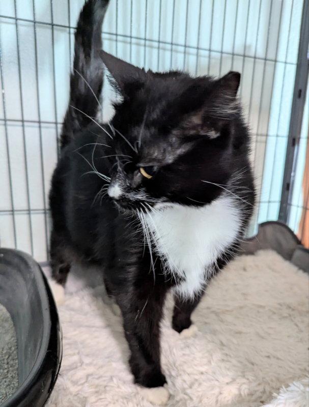 Glinda, a Adopted Tuxedo in Ocala, FL image 2/3