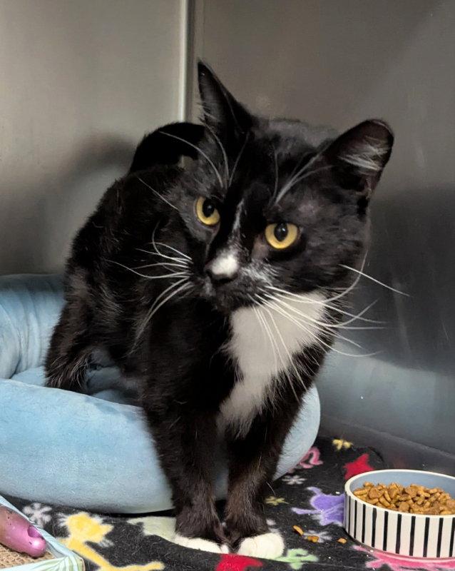 Glinda, a Adopted Tuxedo in Ocala, FL image 3/3