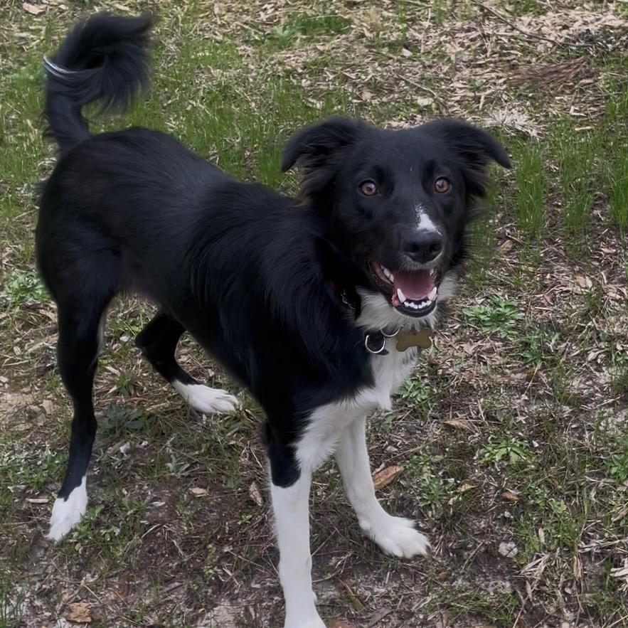 Enlarge Bellz, a Adoptable Border Collie in Fayetteville, GA image 1/6