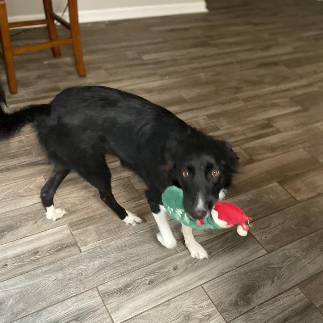 Enlarge Bellz, a Adoptable Border Collie in Fayetteville, GA image 2/6