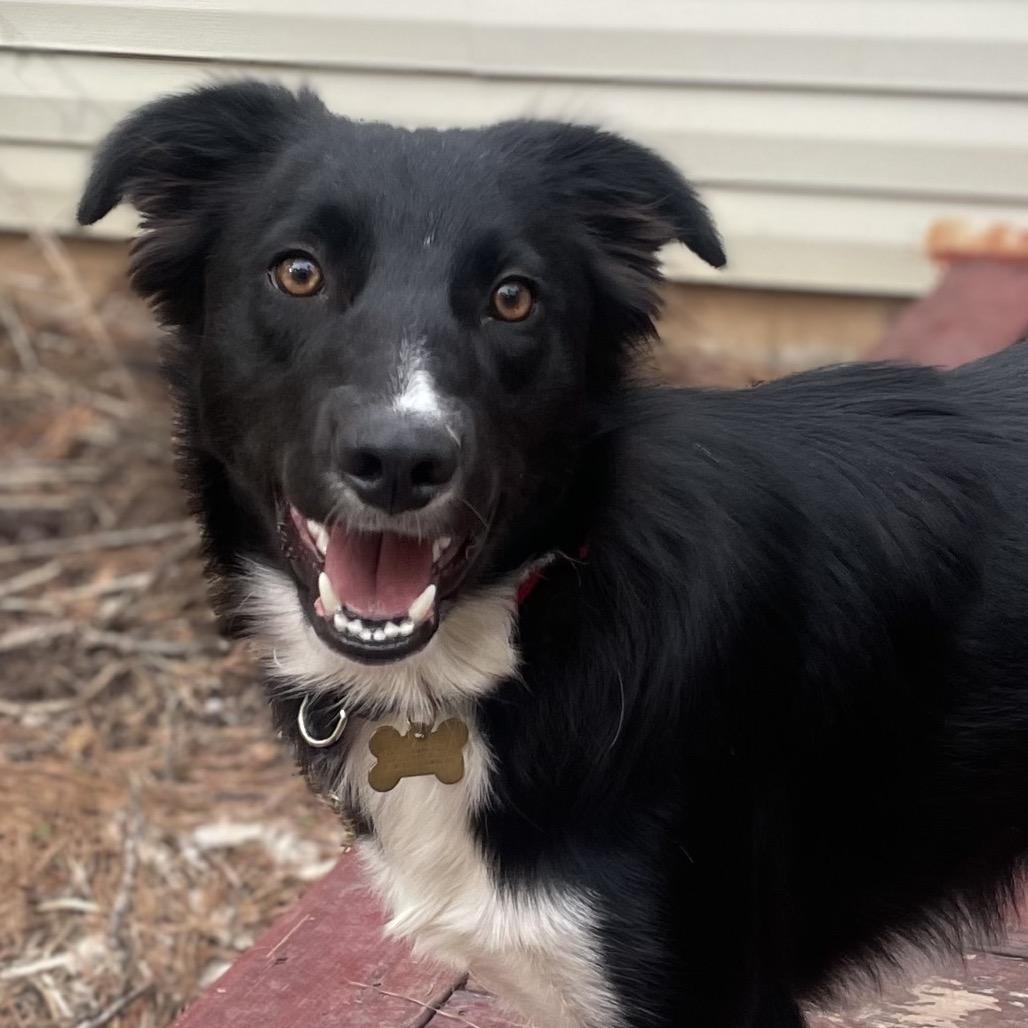 Bellz, a Adoptable Border Collie in Fayetteville, GA image 3/6