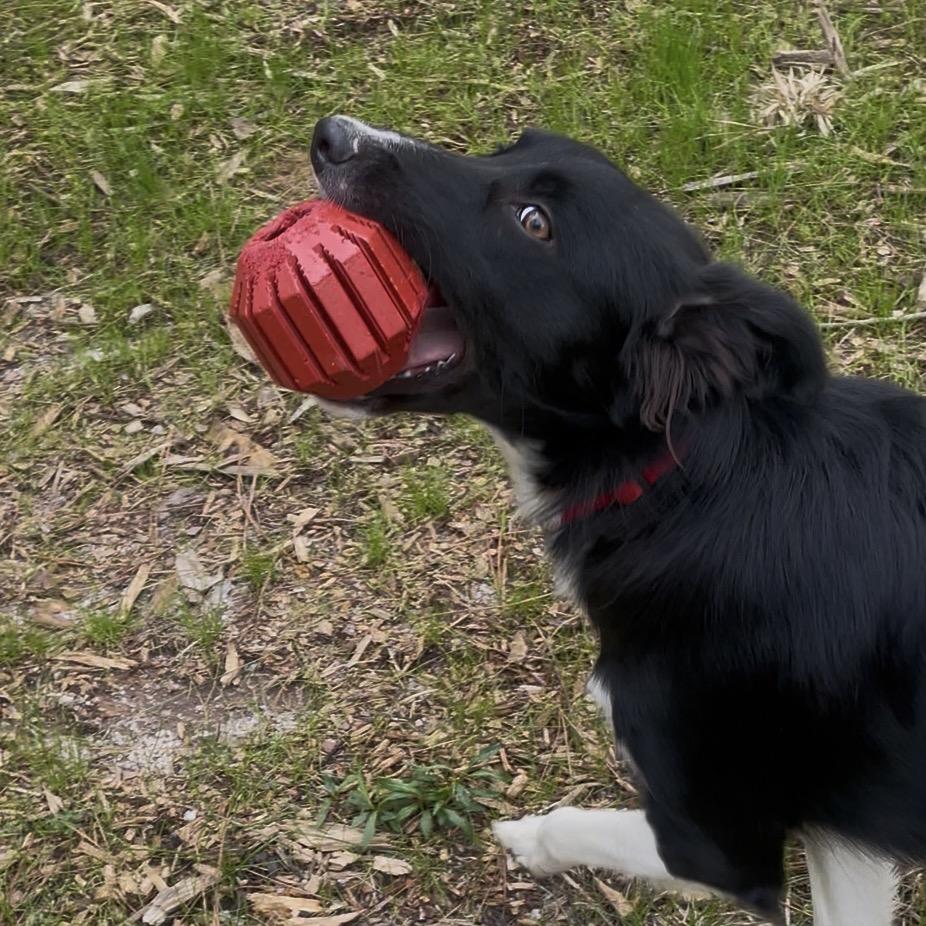 Enlarge Bellz, a Adoptable Border Collie in Fayetteville, GA image 3/6
