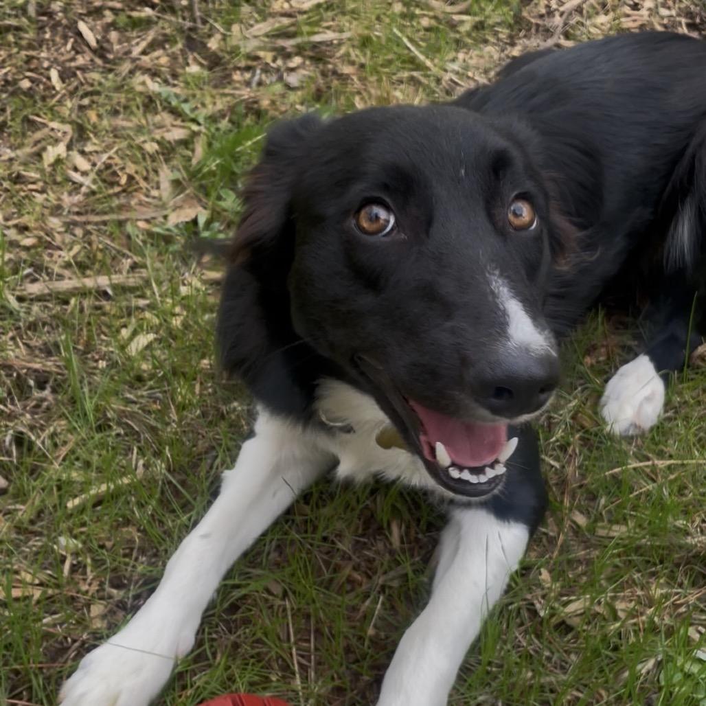 Enlarge Bellz, a Adoptable Border Collie in Fayetteville, GA image 4/6