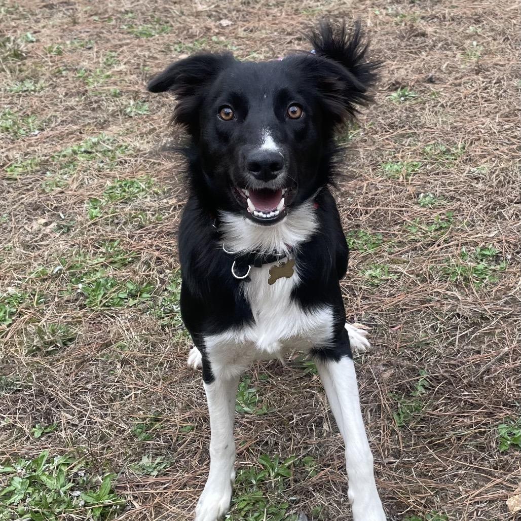 Enlarge Bellz, a Adoptable Border Collie in Fayetteville, GA image 5/6