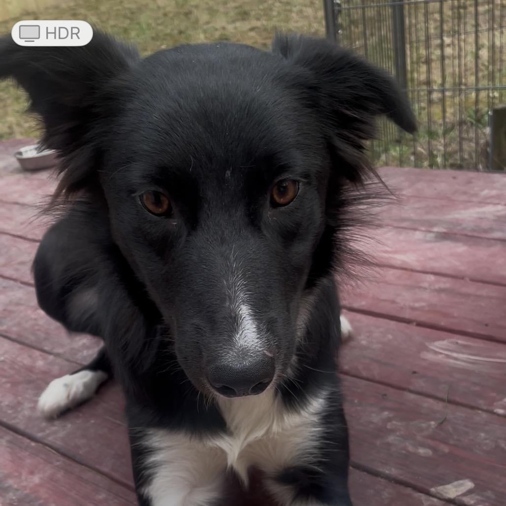 Enlarge Bellz, a Adoptable Border Collie in Fayetteville, GA image 6/6