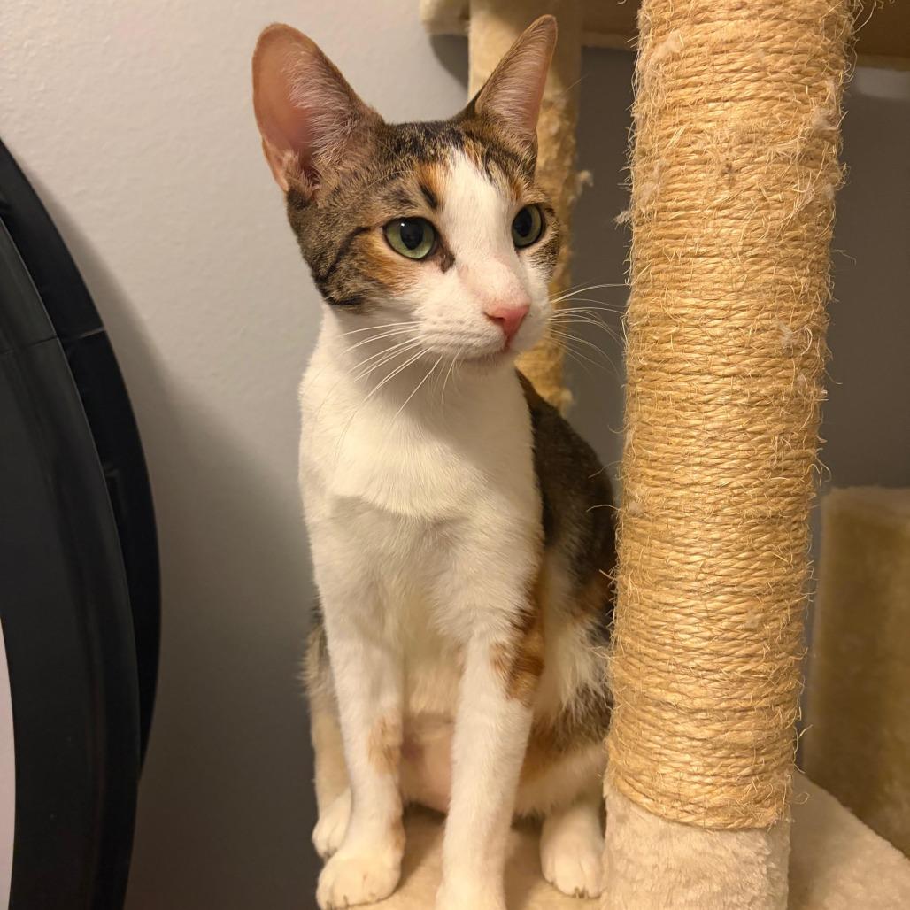 Twinkle, Adoptable, Adult Female Domestic Short Hair.