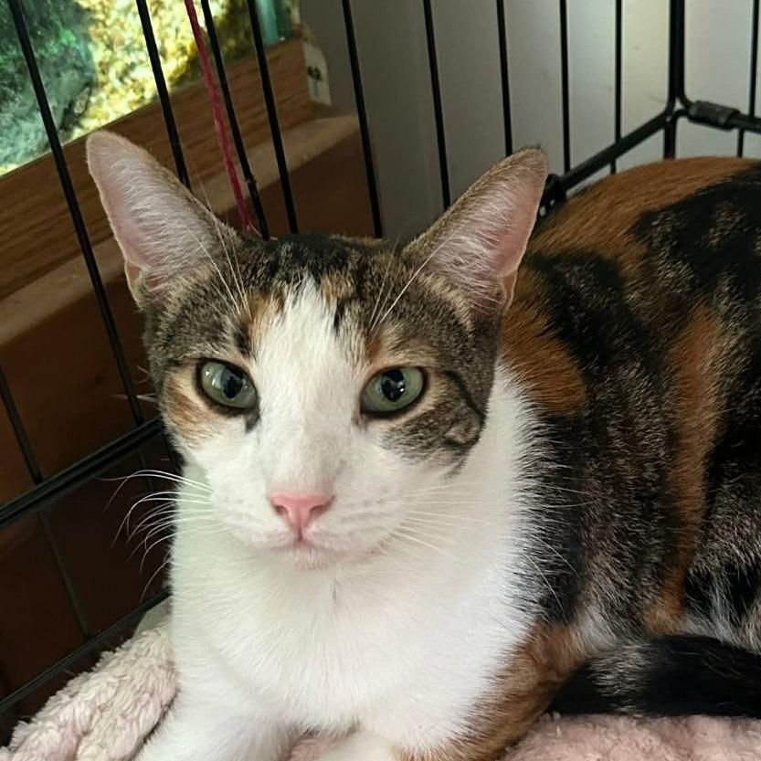 Enlarge Twinkle, a Adoptable Domestic Short Hair in Boulder, CO image 2/4