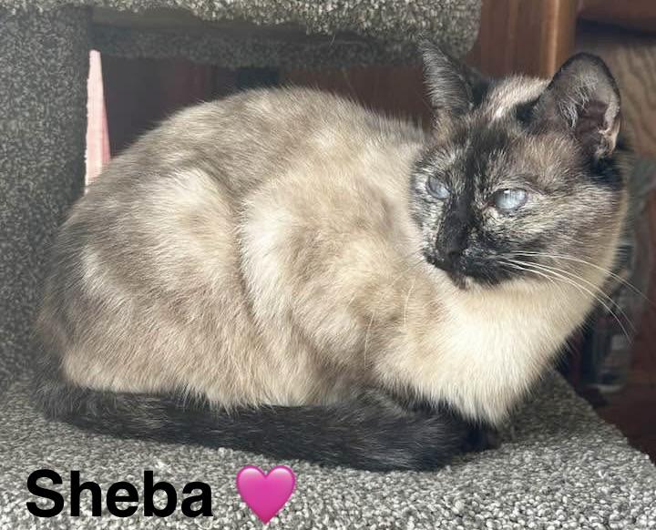 Sheba, adoptable, Young Female Siamese.
