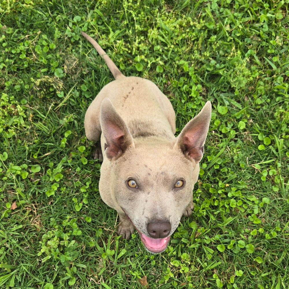 Frankie, Adoptable, Adult Male Thai Ridgeback & American Bully.