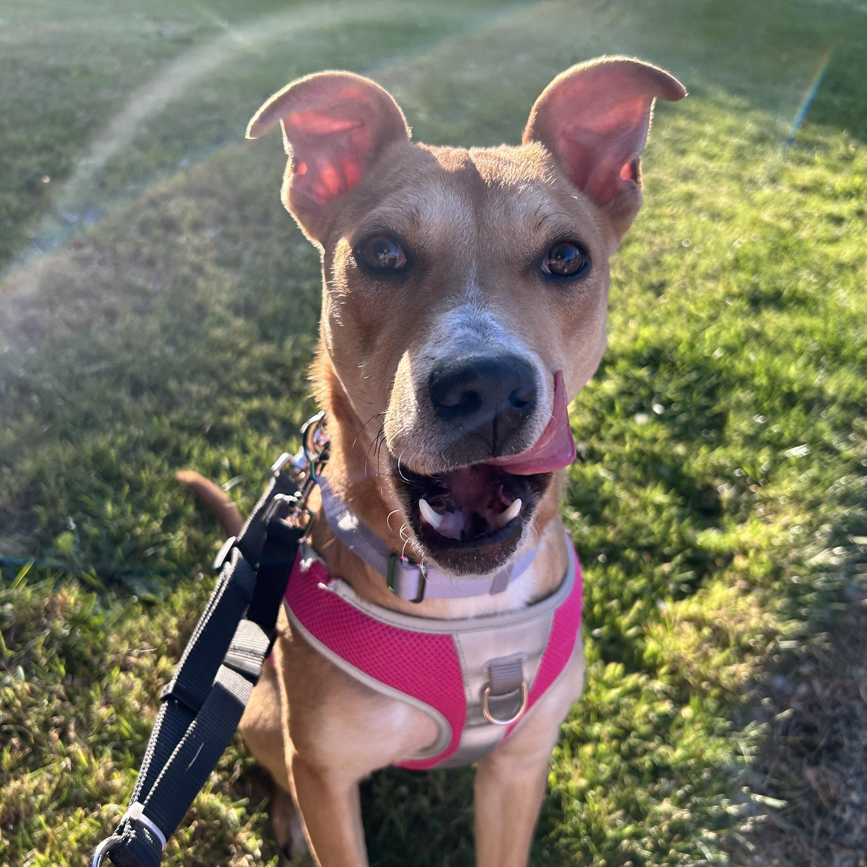 Brooklyn, a Adoptable mixed breed in Salem, OR image 6/6