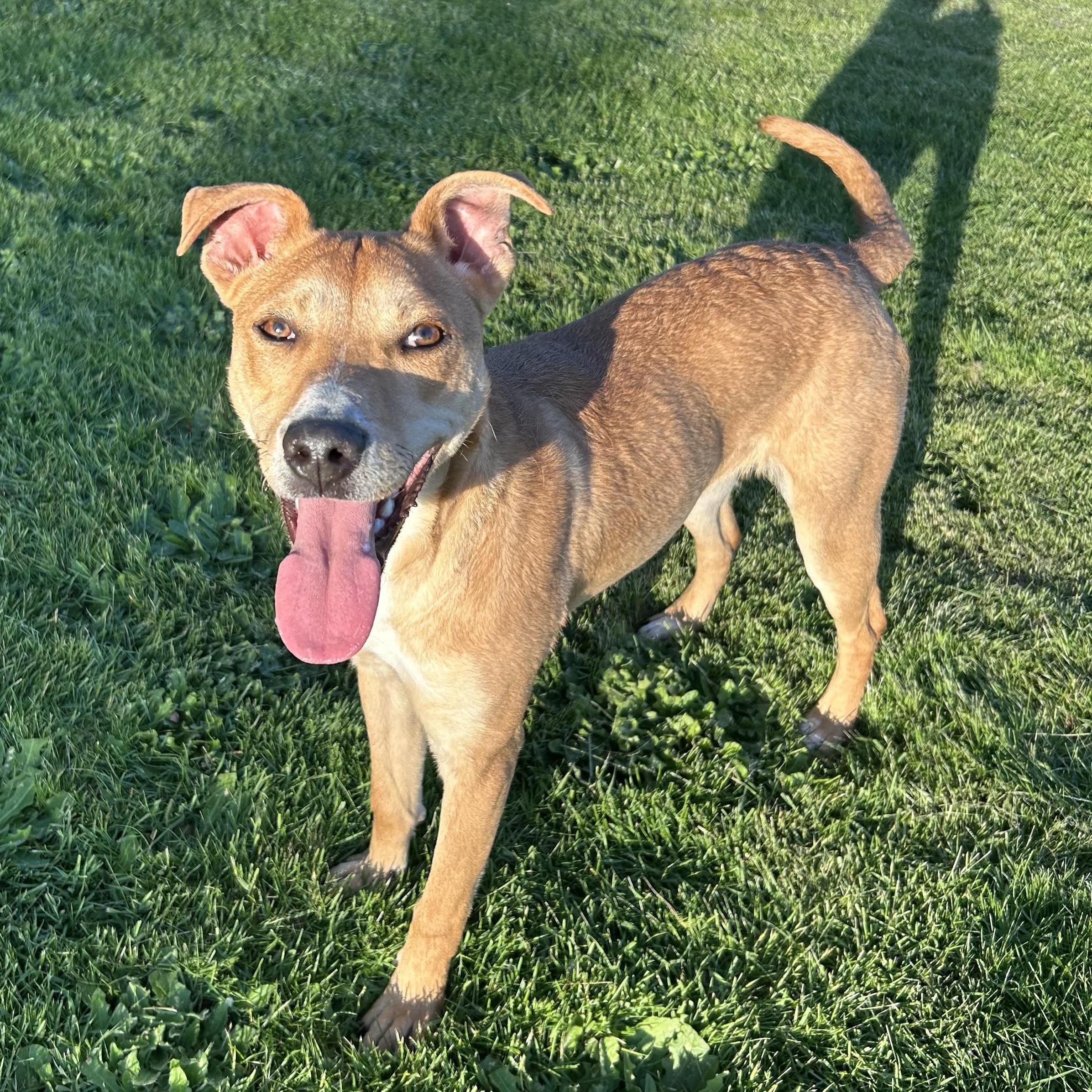 Brooklyn, a Adoptable mixed breed in Salem, OR image 4/6