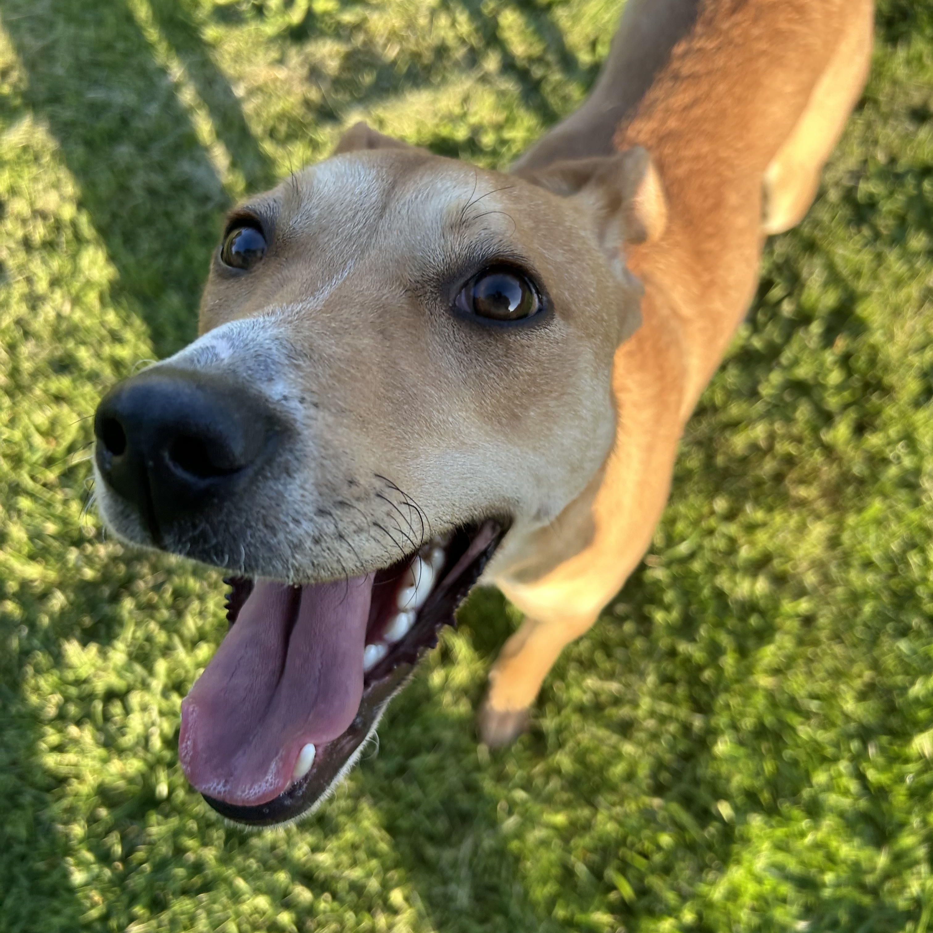 Brooklyn, a Adoptable mixed breed in Salem, OR image 5/6