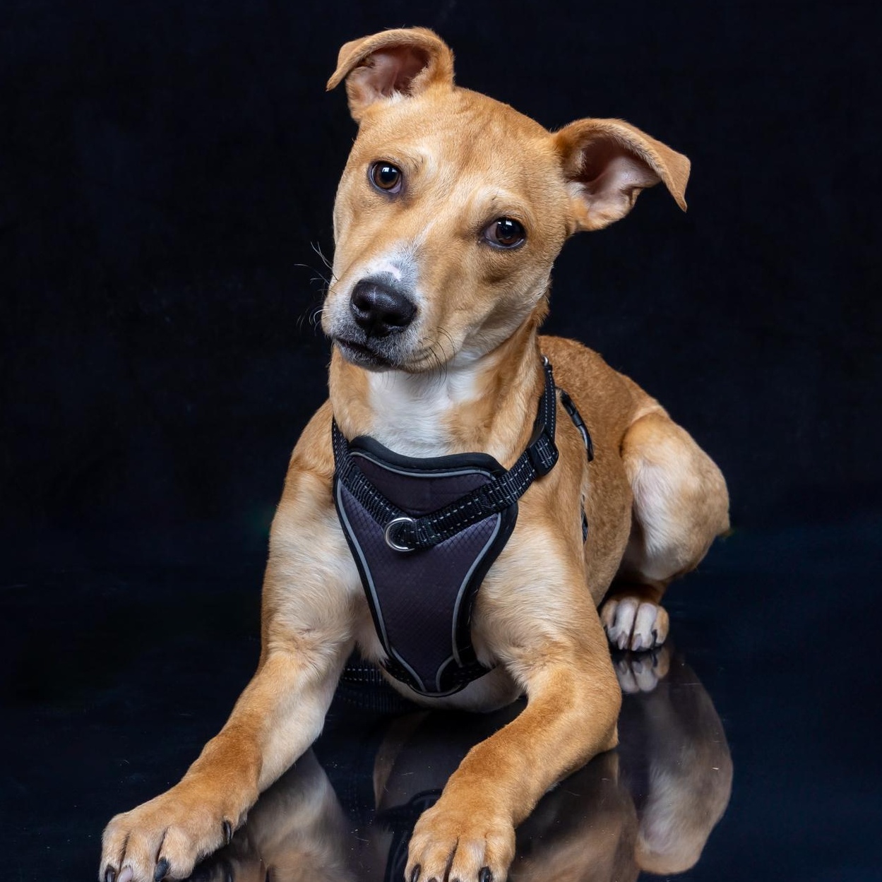 Brooklyn, Adoptable, Young Female Pit Bull Terrier.