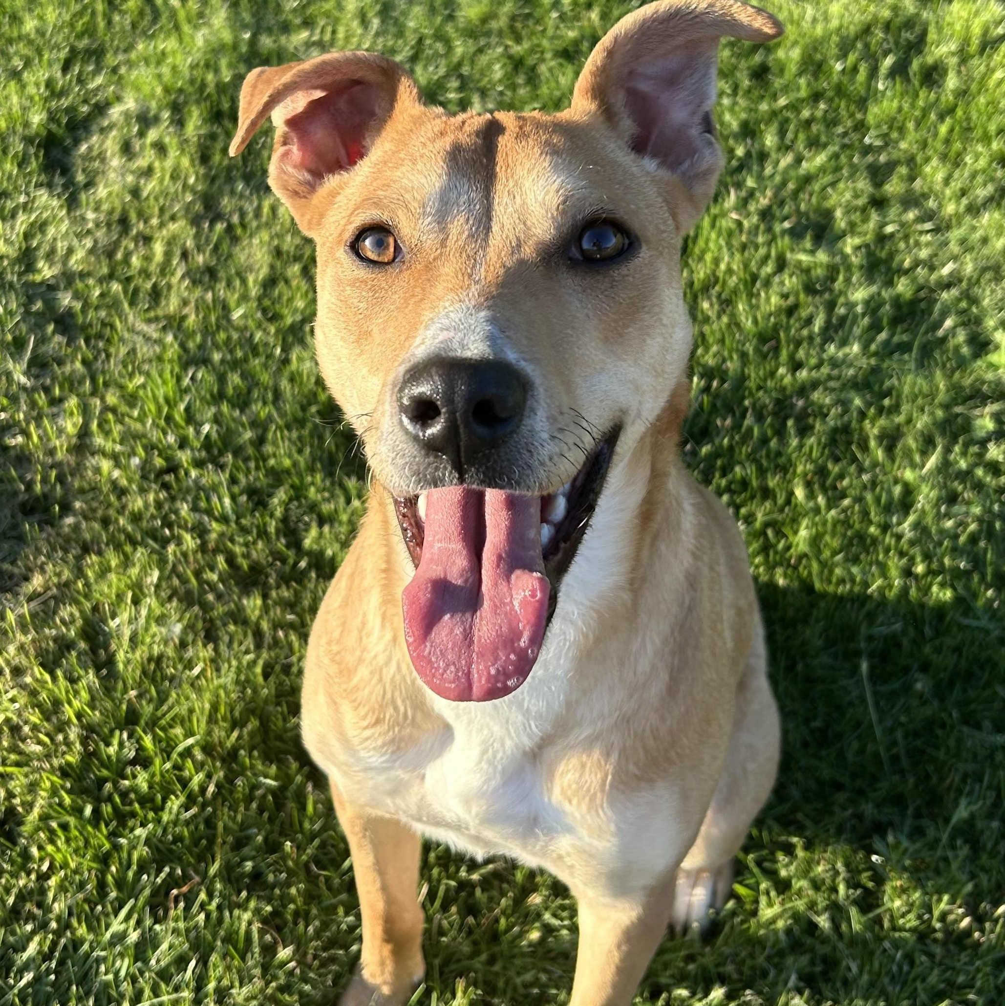 Brooklyn, a Adoptable mixed breed in Salem, OR image 3/6