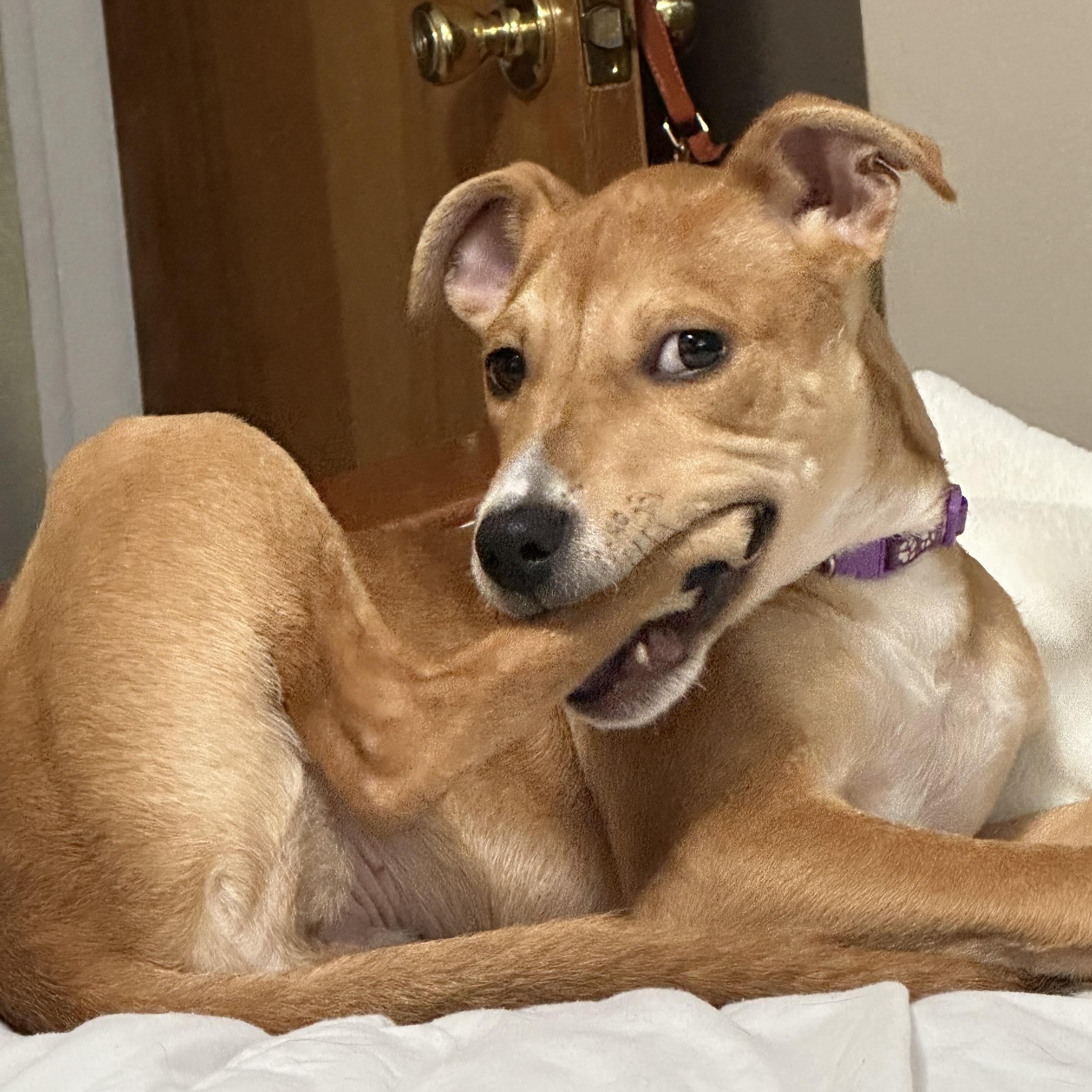 Brooklyn, a Adoptable mixed breed in Salem, OR image 2/6