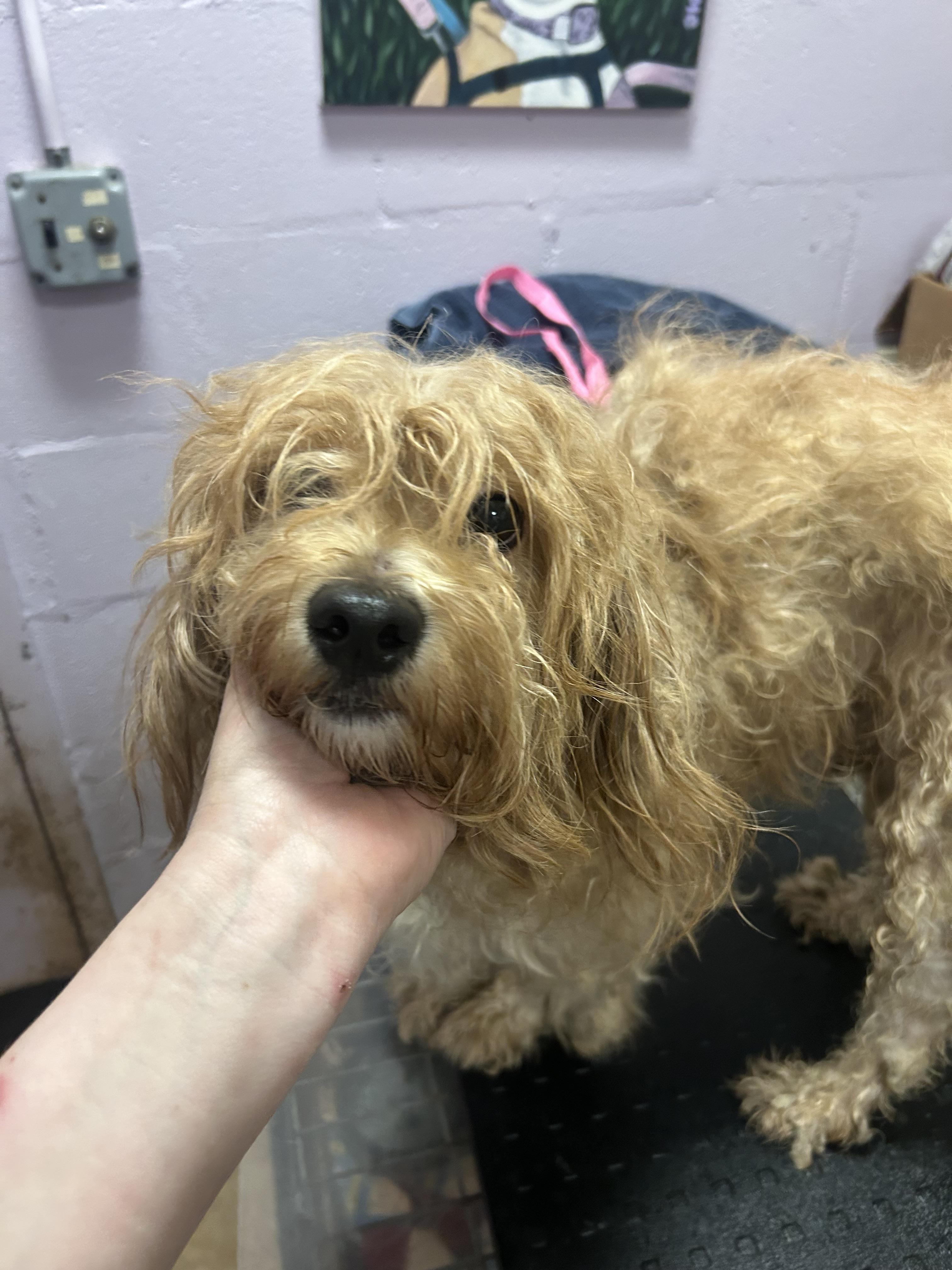 Gelato, a ADOPTABLE mixed breed in Oak Ridge, NJ image 3/6