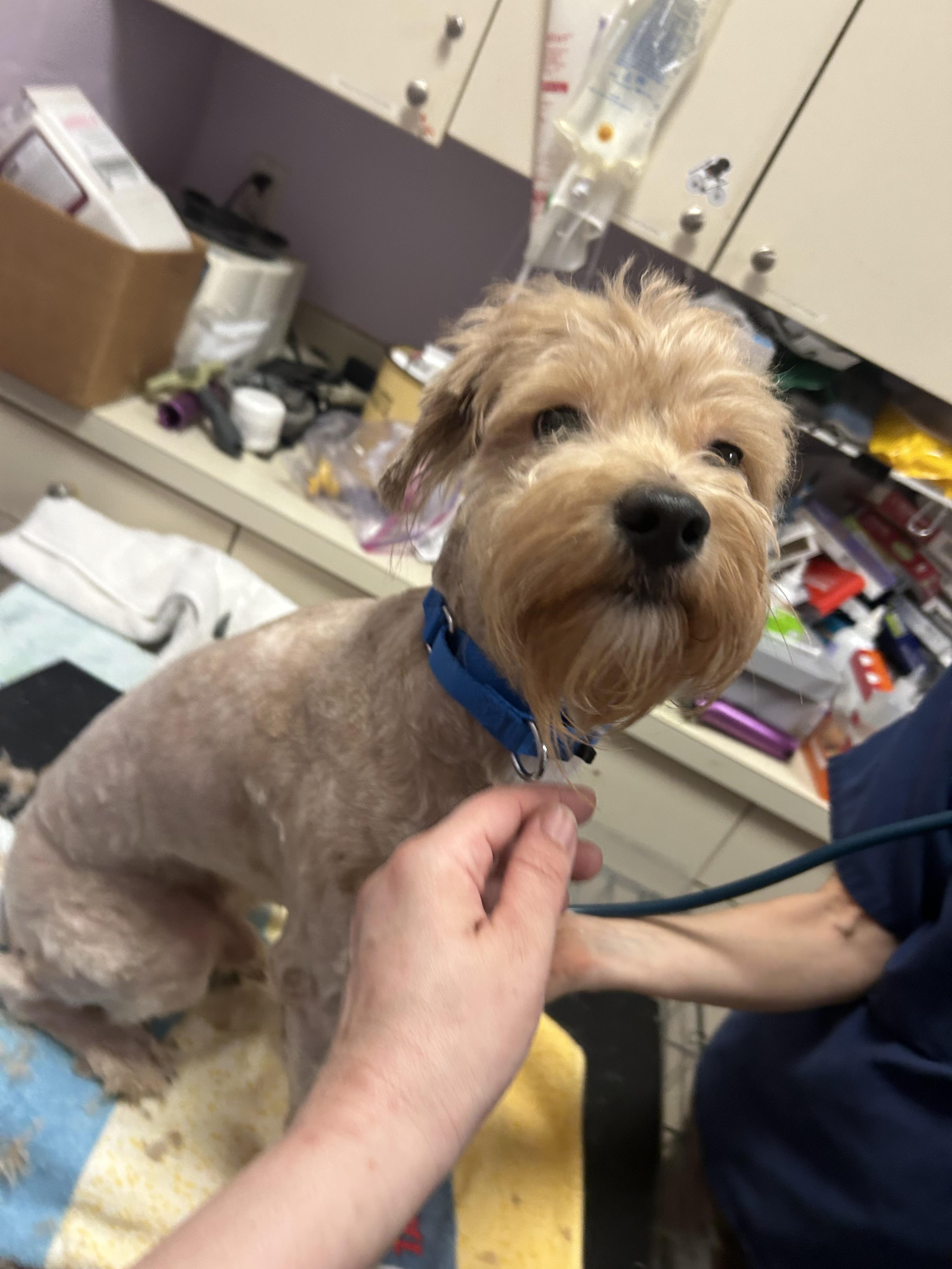 Gelato, ADOPTABLE, Young Male Cockapoo & Goldendoodle.