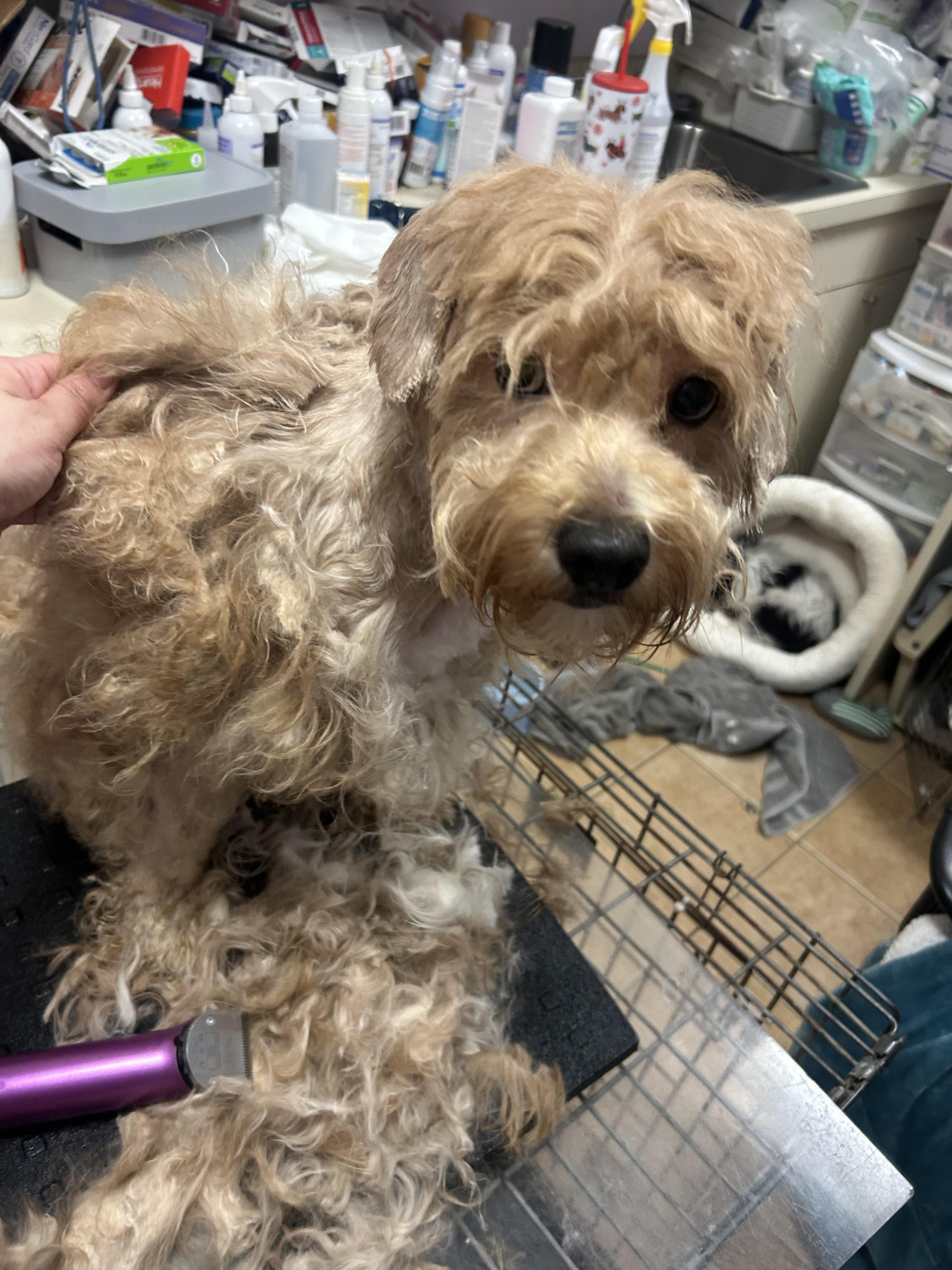 Gelato, a ADOPTABLE mixed breed in Oak Ridge, NJ image 6/6