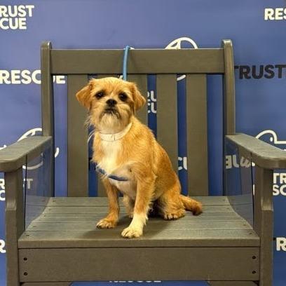 SHANNON, Adoptable, Adult Female Terrier & Mixed Breed.