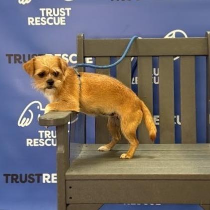 Enlarge SHANNON, a Adoptable mixed breed in Berlin, NJ image 5/5