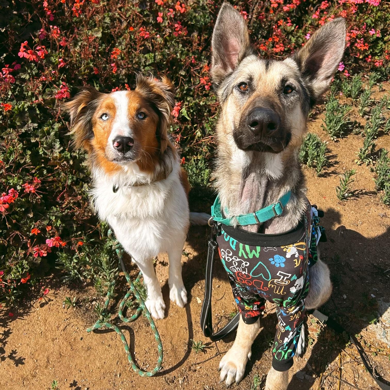 Buddy, Adoptable, Adult Male German Shepherd Dog.