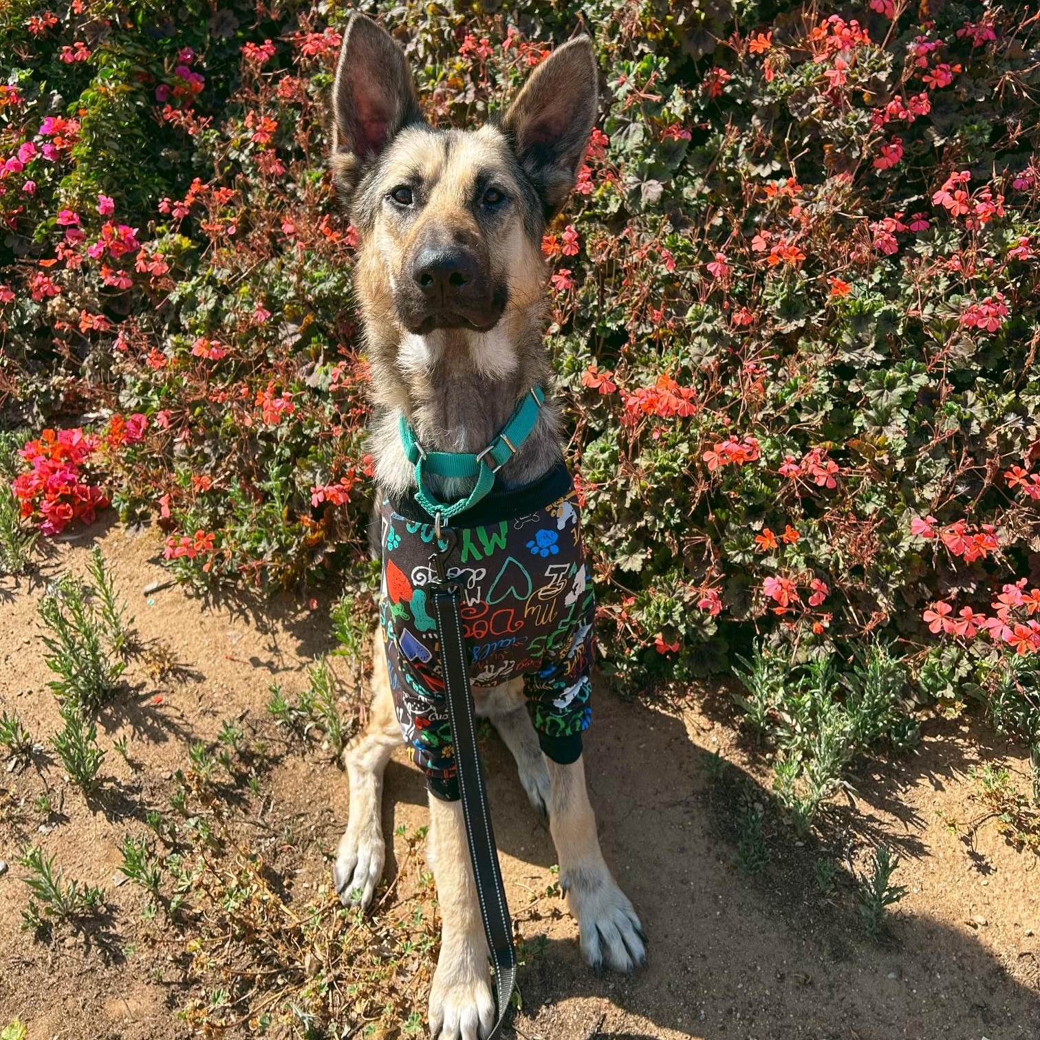 Enlarge Buddy, a Adoptable German Shepherd Dog in Murrieta, CA image 2/3