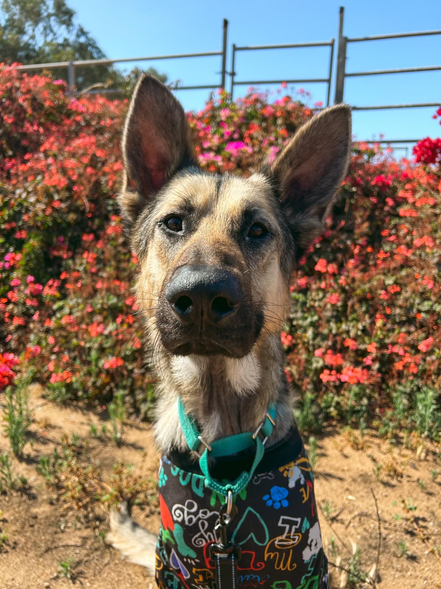 Buddy, Adoptable, Adult Male German Shepherd Dog.