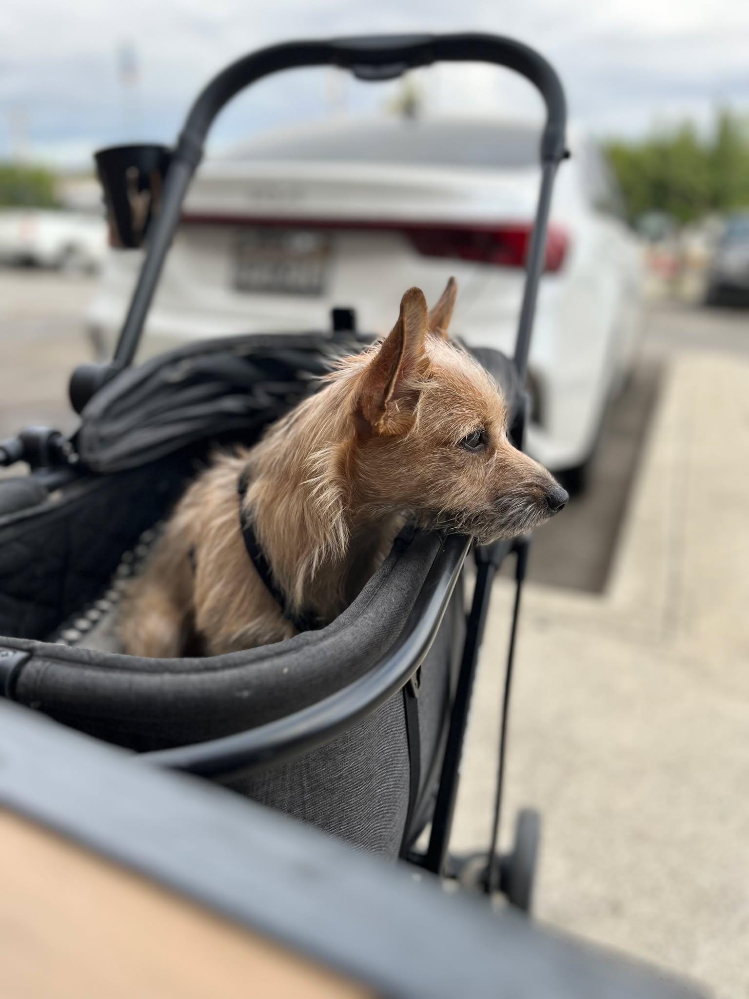 BeBe, Adoptable, Puppy Male Chihuahua.