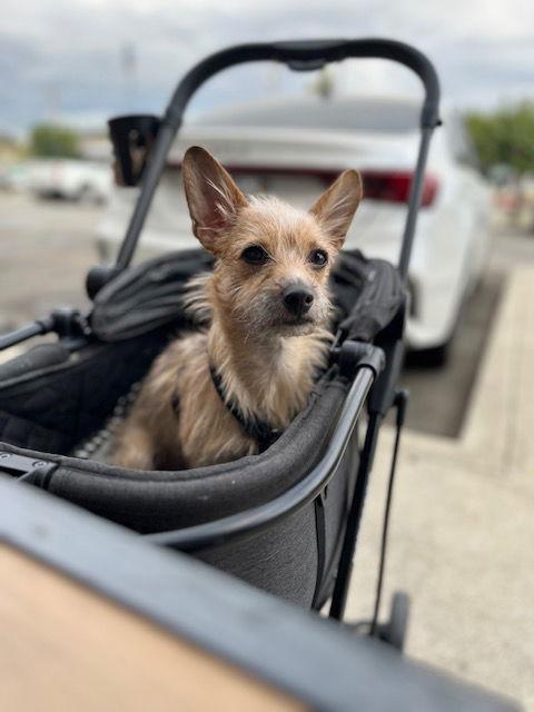 BeBe, Adoptable, Young Male Chihuahua.