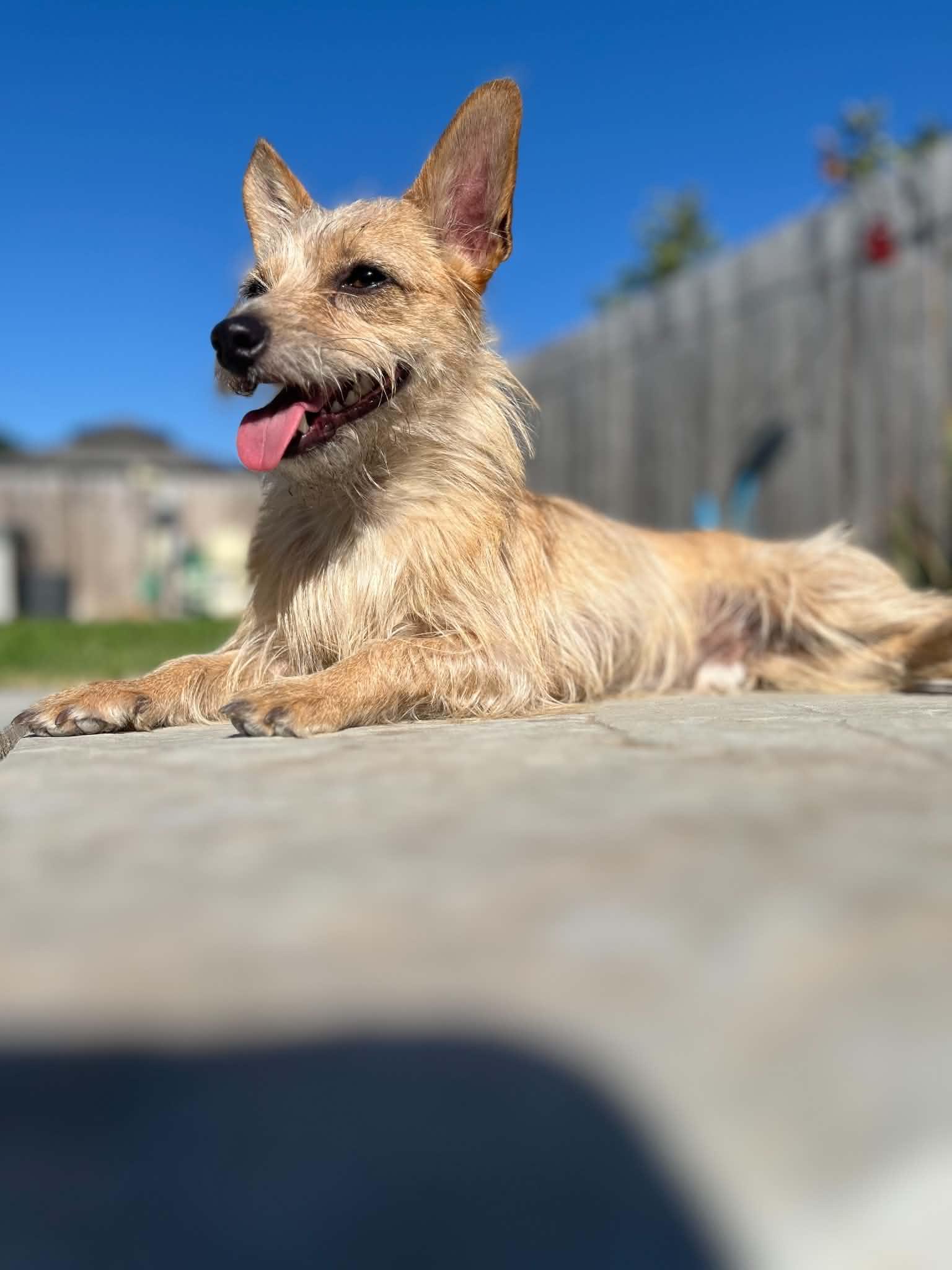 BeBe, a Adoptable Chihuahua in Visalia, CA image 2/3