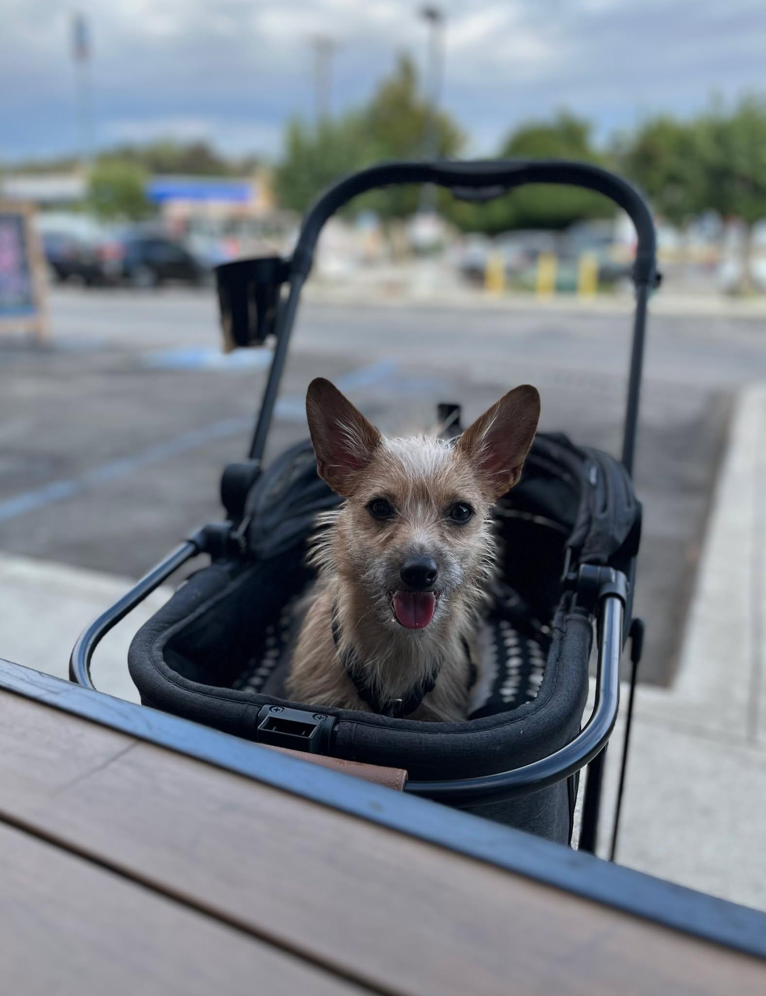 Enlarge BeBe, a Adoptable Chihuahua in Visalia, CA image 3/3