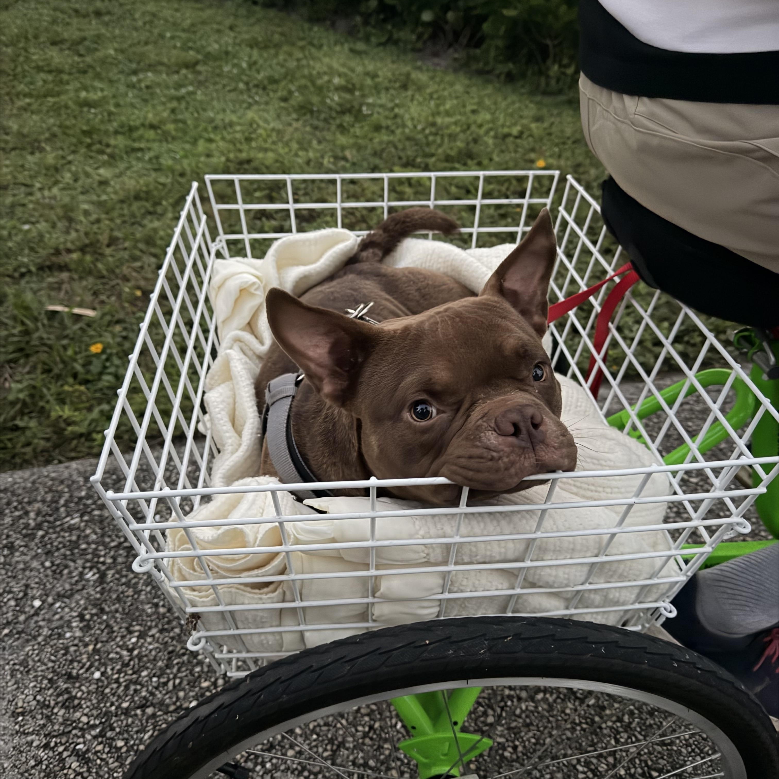 Enlarge Forrest Gump, an adoptable American Bully in Naples, FL image 3/6