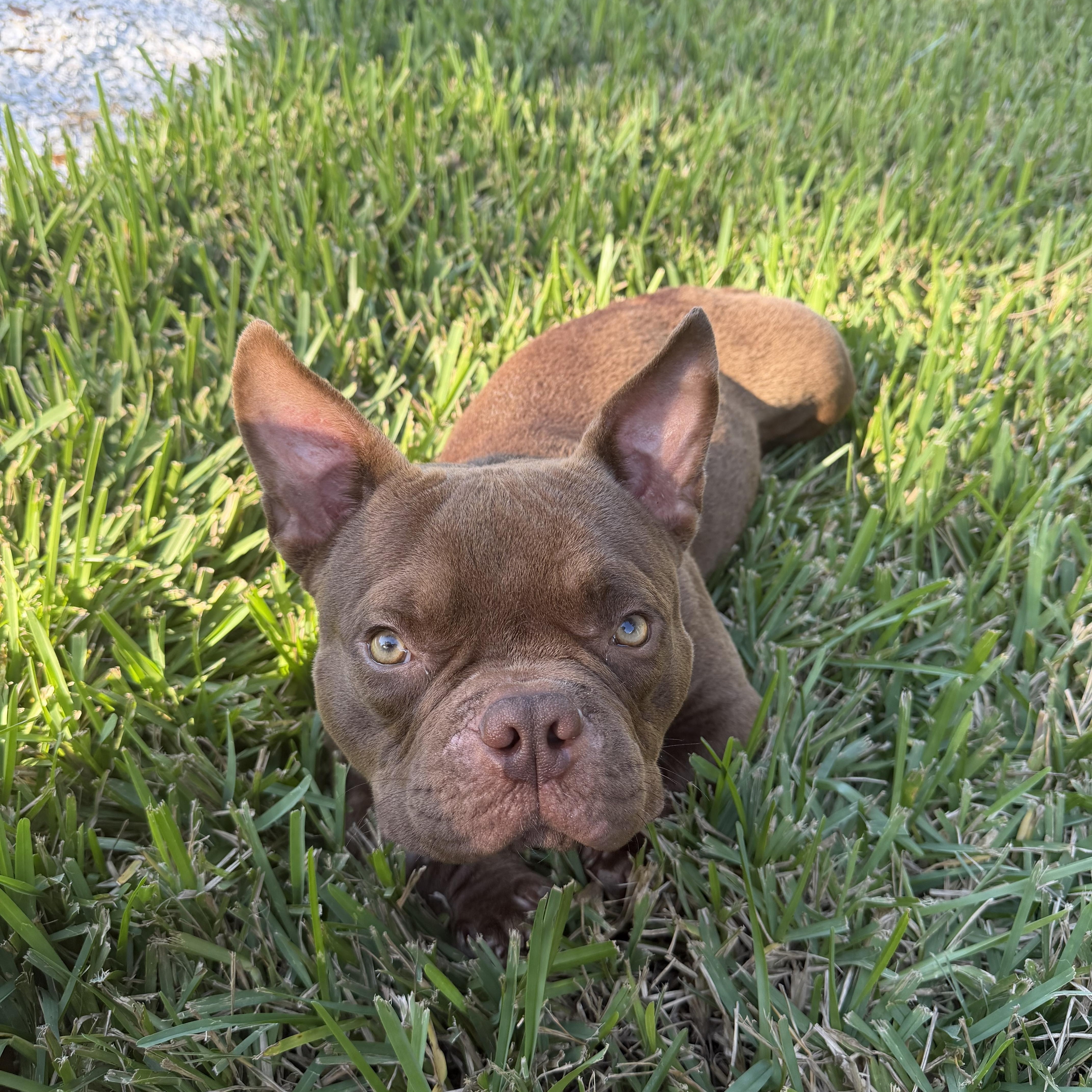Enlarge Forrest Gump, an adoptable American Bully in Naples, FL image 6/6