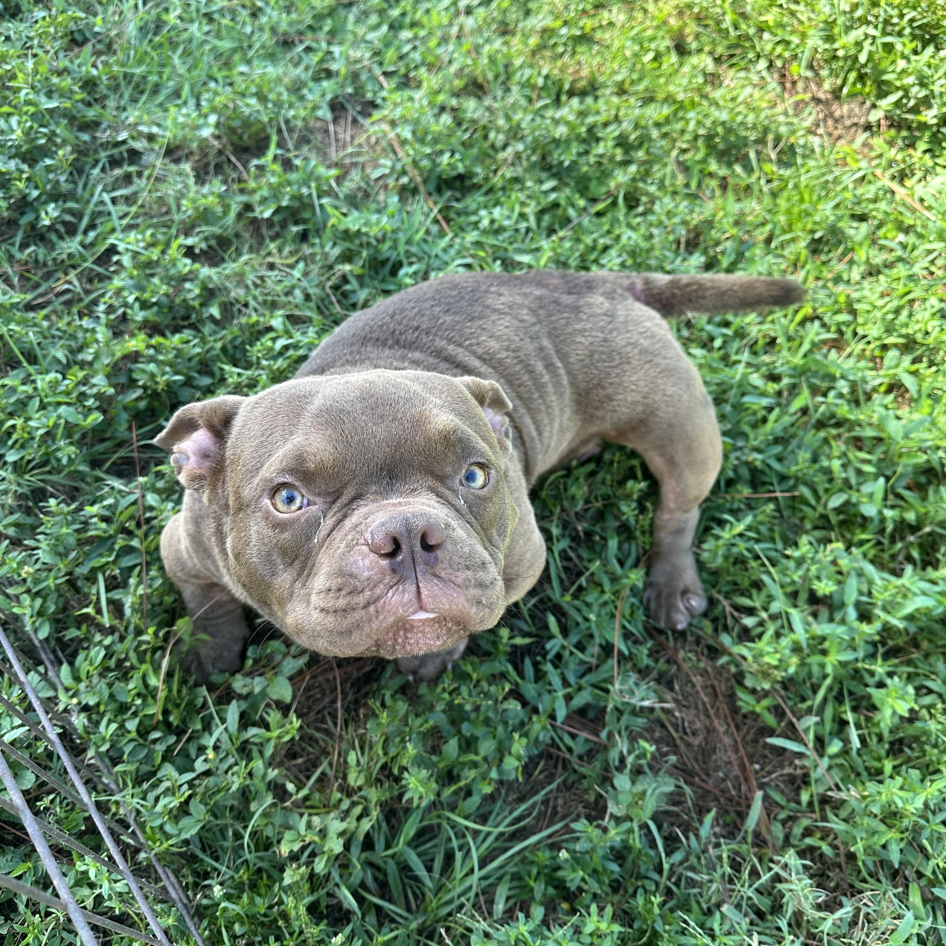 Enlarge Forrest Gump, an adoptable American Bully in Naples, FL image 2/6