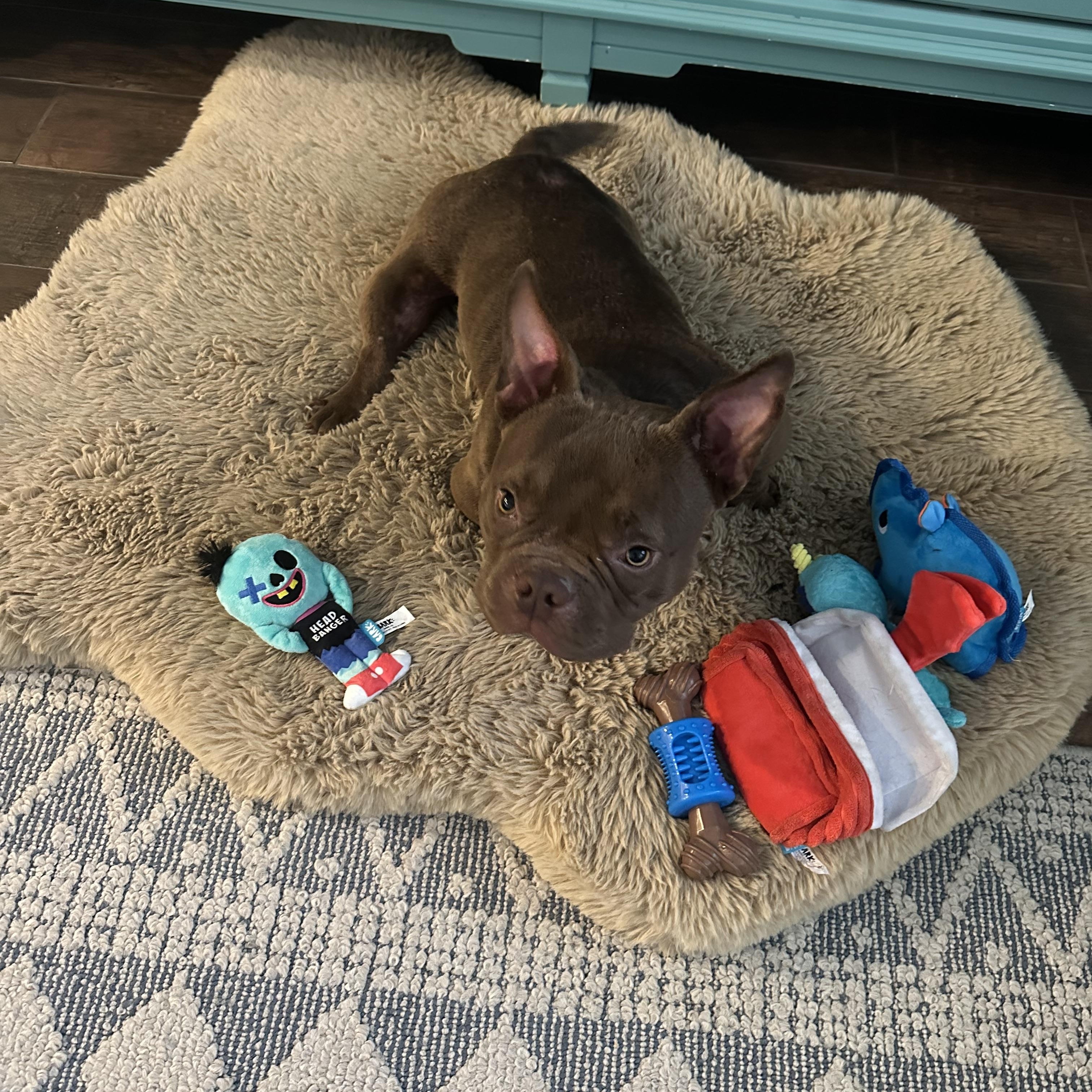 Enlarge Forrest Gump, an adoptable American Bully in Naples, FL image 4/6