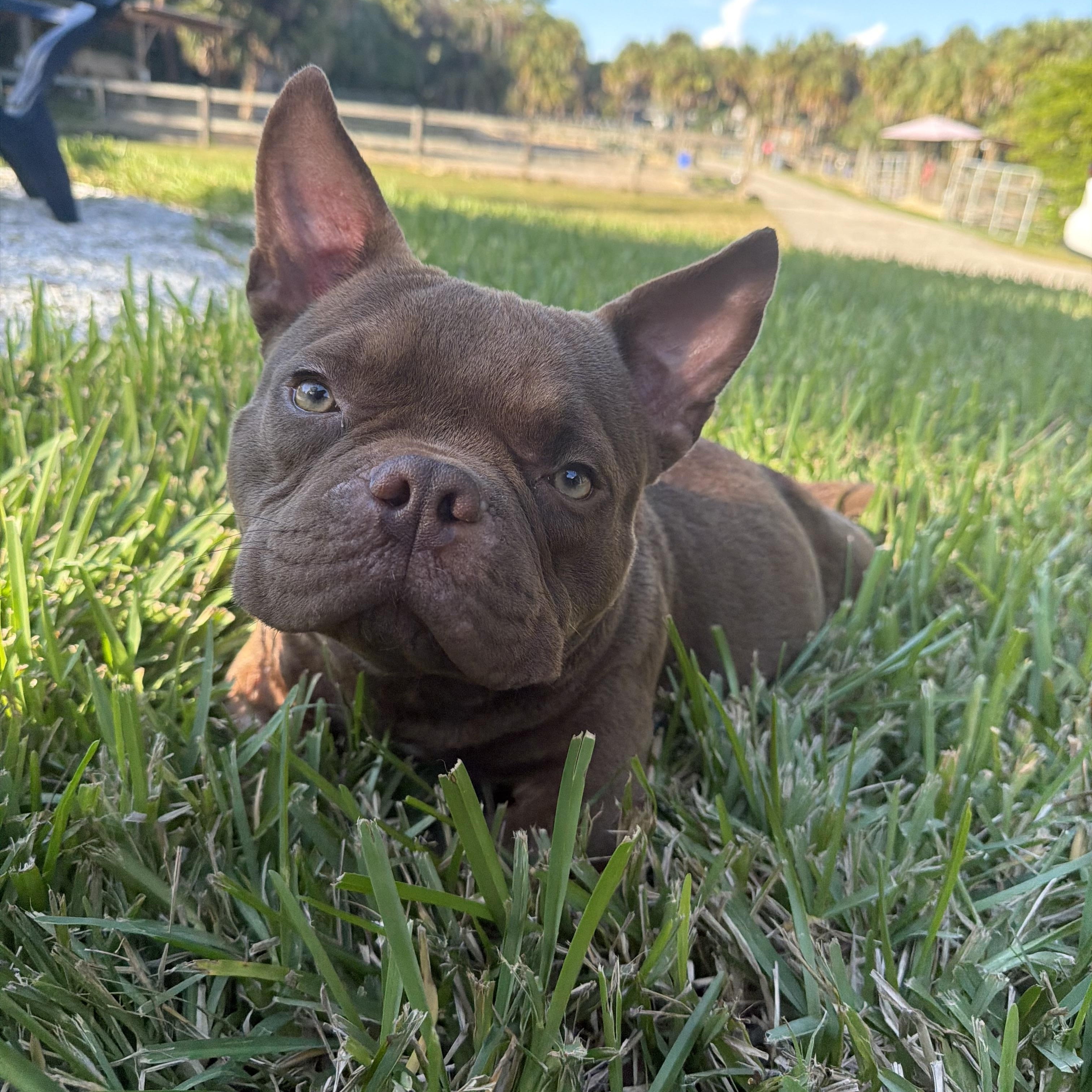 Forrest Gump, adoptable, Young Male American Bully.