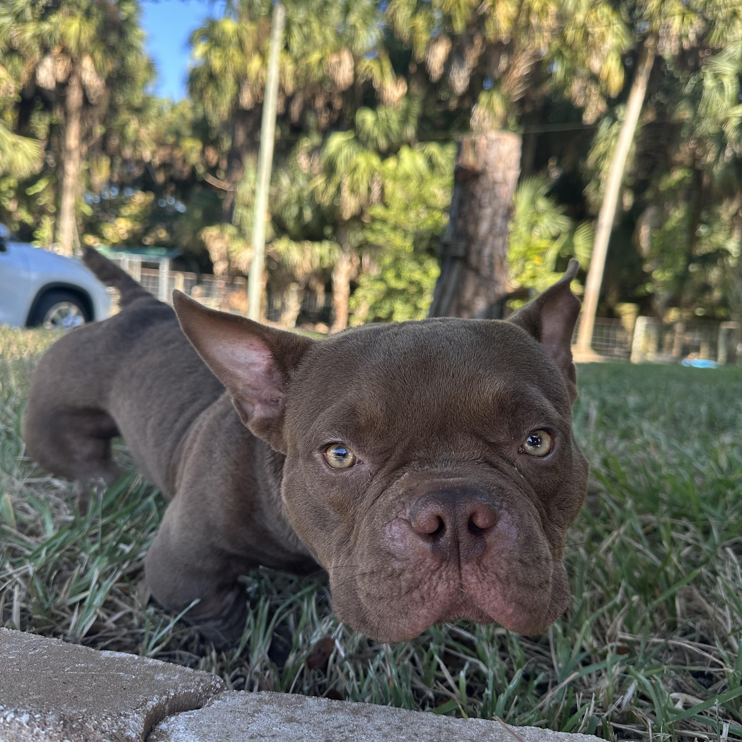 Enlarge Forrest Gump, an adoptable American Bully in Naples, FL image 5/6